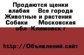 Продаются щенки алабая  - Все города Животные и растения » Собаки   . Московская обл.,Климовск г.